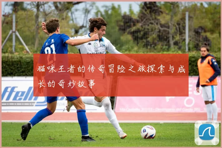 猫咪王者的传奇冒险之旅探索与成长的奇妙故事